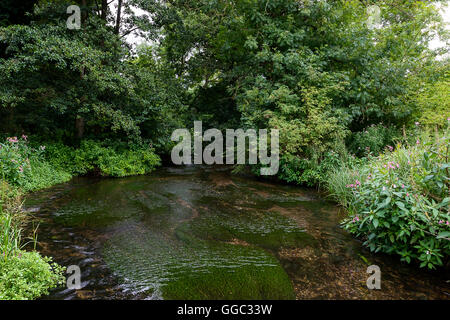 Sommer Fotos von der Restaurierung an einem Kreide-Stream-Standort nach zehn Jahren der Gewinnung. Panshanger Park, Welwyn, UK Stockfoto