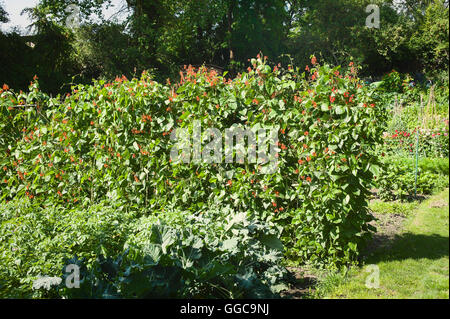 Gemüse, einschließlich Stangenbohnen wächst in einem Dorf Zuteilung Garten in Wiltshire UK Stockfoto