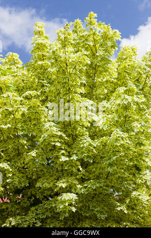 Variegated foliage of acer platanoides Drummondii in an urban garden Stockfoto