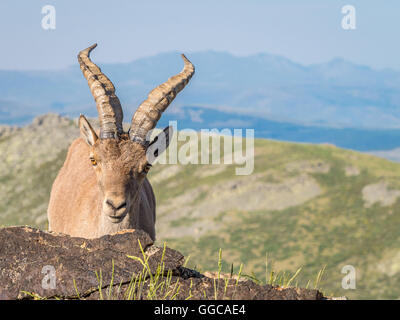 Steinbock (Capra Pyrenaica) Stockfoto