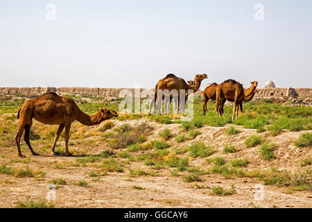 Geographie/Reisen, Turkmenistan, Merv, dromedare vor der alten Stadtmauer, Additional-Rights - Clearance-Info - Not-Available Stockfoto