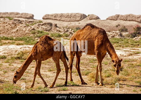 Zoologie/Tiere, Turkmenistan, Merv, dromedare vor der alten Stadtmauer, Additional-Rights - Clearance-Info - Not-Available Stockfoto