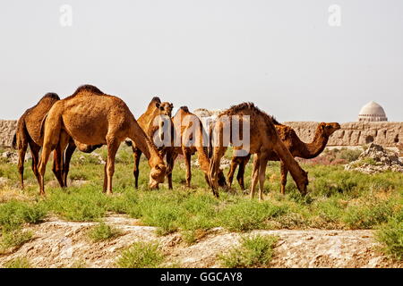 Geographie/Reisen, Turkmenistan, Merv, dromedare vor der alten Stadtmauer, Additional-Rights - Clearance-Info - Not-Available Stockfoto