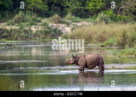 Mehr einem gehörnten Nashorn in Bardia Nationalpark, Nepal; Specie Rhinoceros Unicornis Familie der Überfamilie Stockfoto