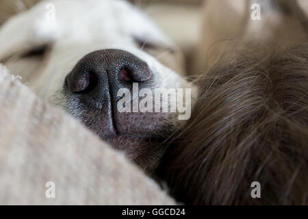 Schlafender Hund mit schwarzer Nase auf Schnarchen Stockfoto