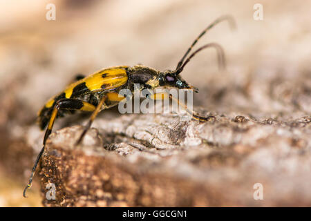 Spotted Longhorn Beetle (Rutpela Maculata). Gelb-schwarzes Insekt in der Familie Cerambycidae, mit sehr langen Antennen. Stockfoto