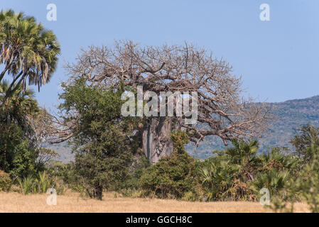 Baobab-Baum in das Selous Game Reserve-Tansania Stockfoto