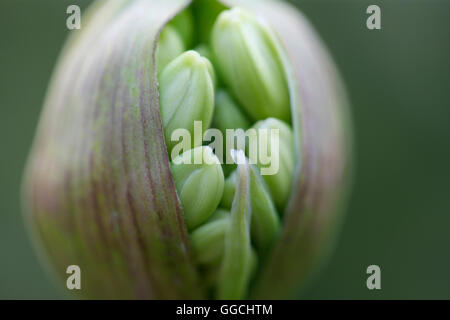 Agapanthus Samenkapsel voller Natur Energie Jane Ann Butler Fotografie JABP1536 Stockfoto