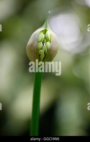 Agapanthus Samenkapsel voller Natur Energie Jane Ann Butler Fotografie JABP1535 Stockfoto
