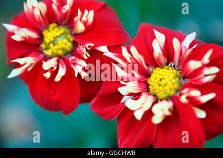 zwei atemberaubende rote und weiße Dahlien "Eindruck Festivo" lange Sommer blühende Jane Ann Butler Fotografie JABP1530 Stockfoto