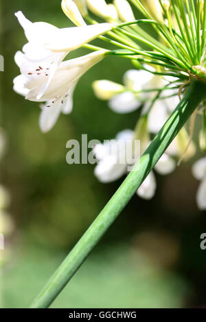 Kaskadierende Dolde weiße Agapanthus Blüten voller Natur Energie Jane Ann Butler Fotografie JABP1534 Stockfoto