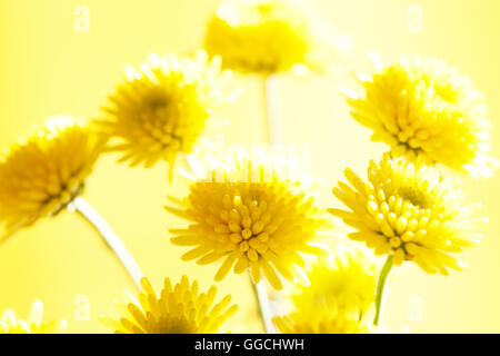 gelbe Santini Blumen - wie wenig Sonnenschein Jane Ann Butler Fotografie JABP1522 Tropfen Stockfoto