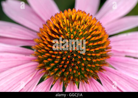 Abstrakte Sicht von Echinacea. Stockfoto
