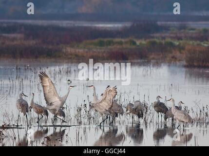 Kraniche im Morgengrauen am Cosumnes River Preserve im Herzen des Central Valley in Kalifornien in der Nähe von Sacramento, Kalifornien. Das Naturschutzgebiet ist Heimat Californias größte verbleibende Tal Eiche Auwald, und ist einer der wenigen geschützten Lebensraum Feuchtgebiete im Zustand. Stockfoto