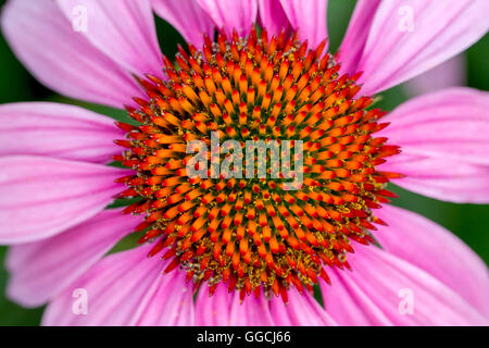Blassen lila Echinacea. Stockfoto
