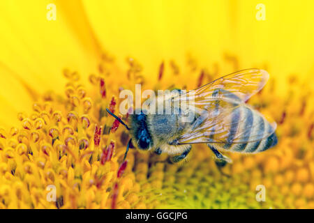 Biene sammelt Pollen. Stockfoto