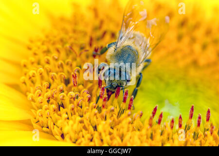 Makroaufnahme einer Biene auf Blüte. Stockfoto