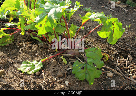 Rote Beete im Garten wächst, South Otterington, Northallerton, North Yorkshire, Vereinigtes Königreich Stockfoto