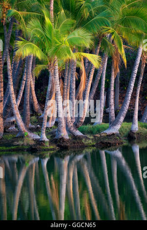 Palmen im Wasser des Lahuipua'a und Kaaiopio Teiche widerspiegeln. Hawaiis Big Island