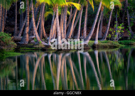 Palmen im Wasser des Lahuipua'a und Kaaiopio Teiche widerspiegeln. Hawaiis Big Island
