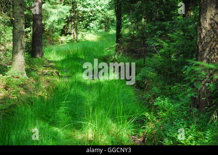 Forststraße, grünes Gras, Gras, grüner Wald, grüne Straße Stockfoto