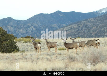 Eine Herde von Maultierrotwild hoch in den Rocky Mountains. Stockfoto