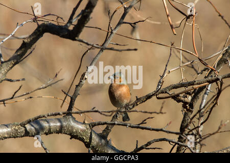 Buchfinken (Fringilla Coelebs) auf Ast Stockfoto