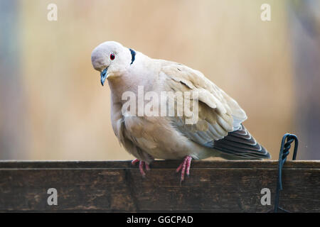 Eurasian Collared Dove (Streptopelia Decaocto) auf einem Zaun in die Kamera schauen Stockfoto