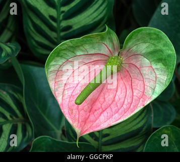 Eine grüne Stemen ist ein rosa Blütenblätter umgeben, die um ihn herum fegt. Stockfoto