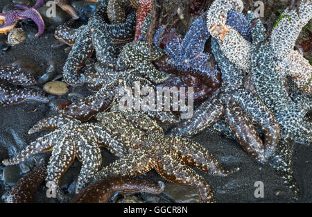 Mehrere Arten von Seesternen sind übereinander Klettern, nachdem er von den Gezeiten ausgesetzt. Stockfoto