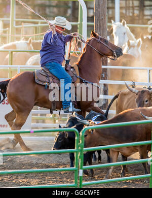 Rodeo Cowboy auf Pferd Wettbewerb in Team roping Kalb oder Tie-Down Abseilen Event, Chaffee County Fair & Rodeo, Salida, Colorado Stockfoto