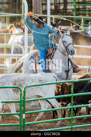 Rodeo Cowboy auf Pferd Wettbewerb in Team roping Kalb oder Tie-Down Abseilen Event, Chaffee County Fair & Rodeo, Salida, Colorado Stockfoto
