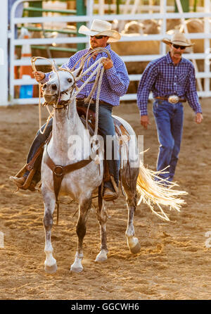 Rodeo Cowboy auf Pferd Wettbewerb in Team roping Kalb oder Tie-Down Abseilen Event, Chaffee County Fair & Rodeo, Salida, Colorado Stockfoto