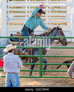 Rodeo Cowboy auf Pferd Wettbewerb in Team roping Kalb oder Tie-Down Abseilen Event, Chaffee County Fair & Rodeo, Salida, Colorado Stockfoto