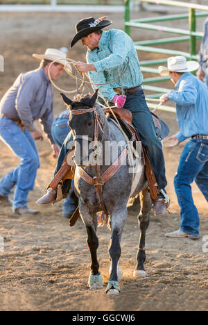 Rodeo Cowboy auf Pferd Wettbewerb in Team roping Kalb oder Tie-Down Abseilen Event, Chaffee County Fair & Rodeo, Salida, Colorado Stockfoto