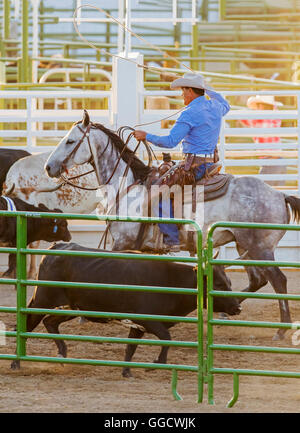 Rodeo Cowboy auf Pferd Wettbewerb in Team roping Kalb oder Tie-Down Abseilen Event, Chaffee County Fair & Rodeo, Salida, Colorado Stockfoto