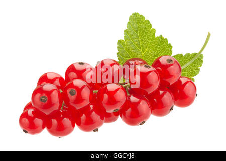 Rote Johannisbeere Früchte Closeup isoliert auf weiss Stockfoto