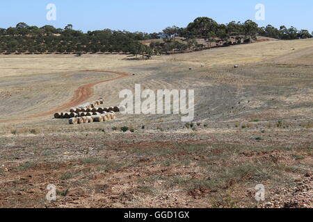 Ein trockenes Feld nach der Ernte mit Bäumen in den Hügeln auf der Rückseite an zwei Händen Wein, Barossa Valley, Australien Stockfoto