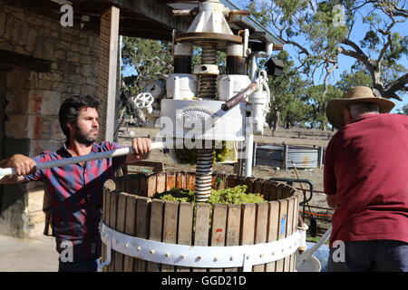 Winzer Trauben in einem hydraulischen Traube Pressmaschine Schaufeln, während der Erntezeit bei Leithammel Wines, Australien Stockfoto