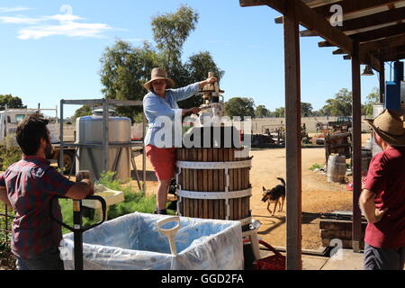 Winzer Sue Bell und Team mit ihrer hydraulischen Presse auf ihrem Weingut in Bellwether Weine, Coonawarra, Australien Stockfoto