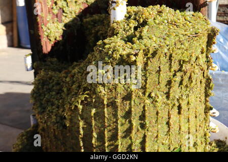 weiße Wein Traubenschalen in einer Traube drücken Sie während der Erntezeit bei Leithammel Weine, Coonawarra, Australien Stockfoto