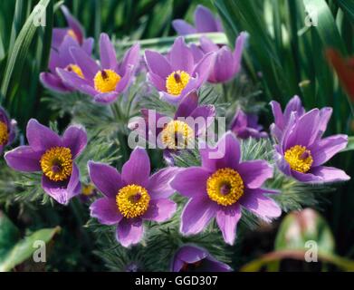 Pulsatilla Vulgaris AGM - Pasque Blume ALP000982 Stockfoto
