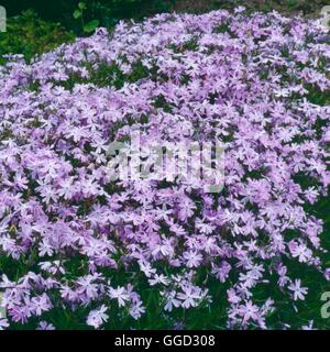 Phlox Subulata - 'Emerald Cushion Blue' ALP001065 Stockfoto