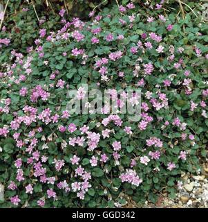 Erodium X variabile-"Flora Pleno" ALP027956 Stockfoto