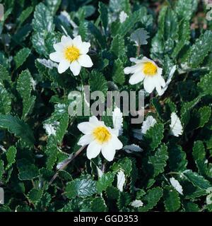 Dryas Octopetala ALP036616 Stockfoto