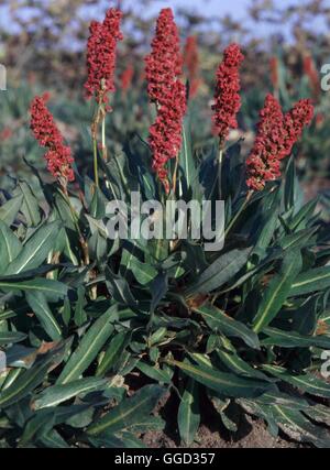 Persicaria Affinis - 'Darjeeling Red' AGM - - (Syn.Polygonum affine 'Darjeeling Red') ALP036939 Stockfoto