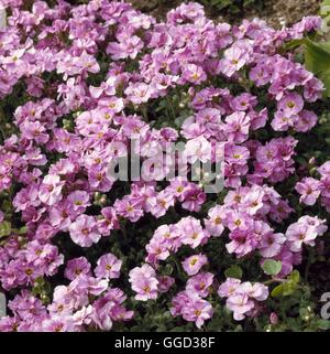 Aubrieta - "Arzt Maultiere" AGM ALP059703 Stockfoto