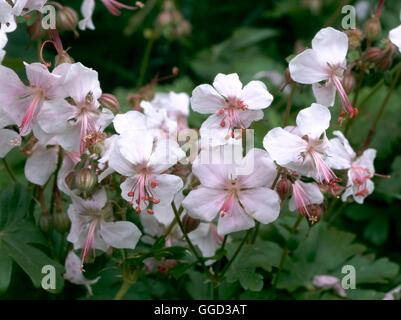 Geranium X cantabrigiense-'Biokovo' ALP089543 Stockfoto