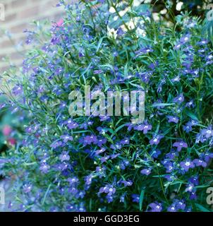 Lobelia - "Saphir" ANN009595 Stockfoto