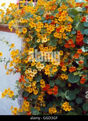 Kapuzinerkresse - (Tropaeolum Majus) ANN025627 Stockfoto